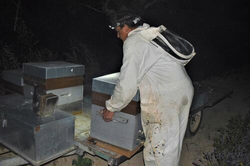 Installation de 12 ruches à Camaret