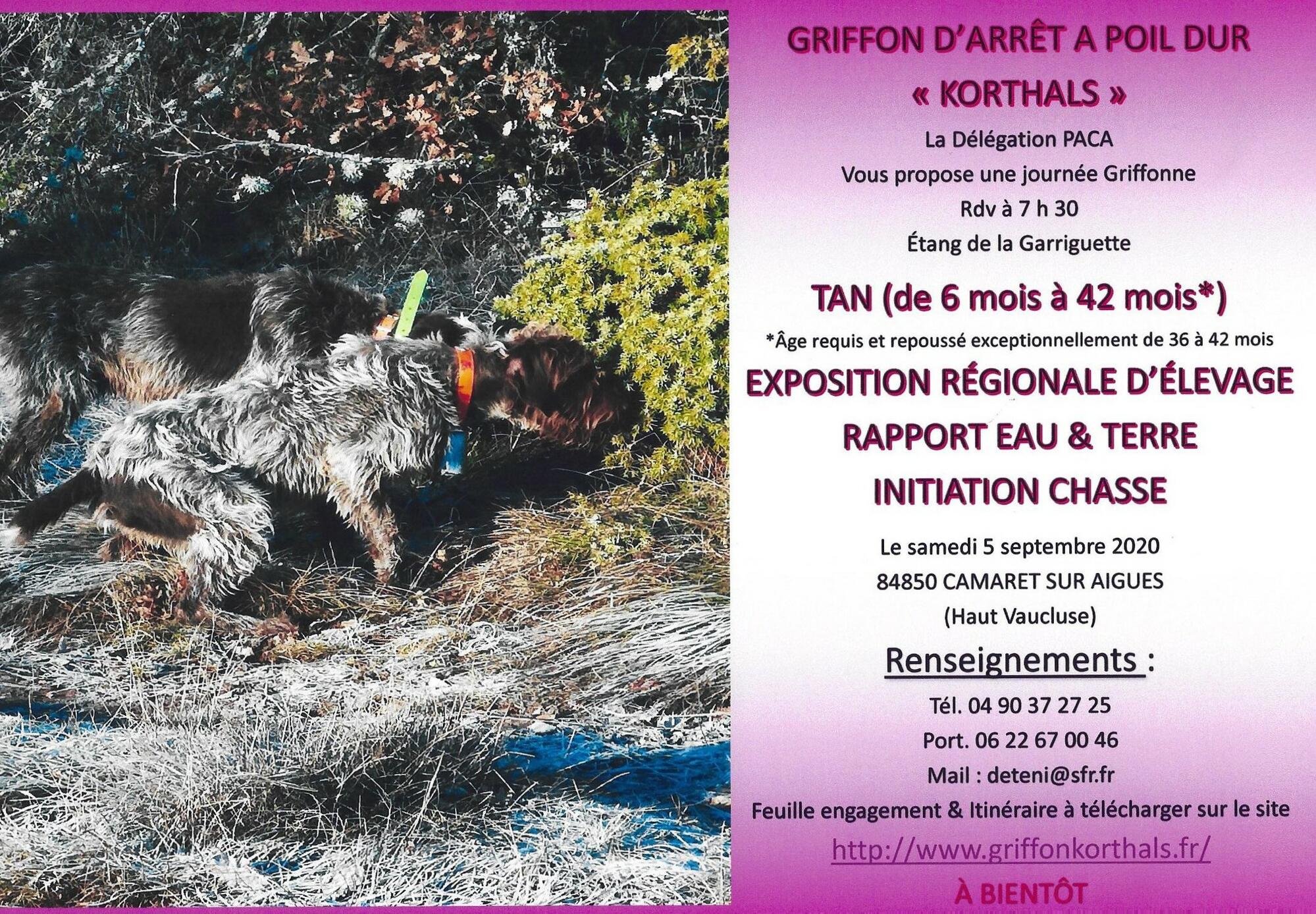 Exposition régionale d'élevage de chiens de race Griffon Korthals 05/09/2020