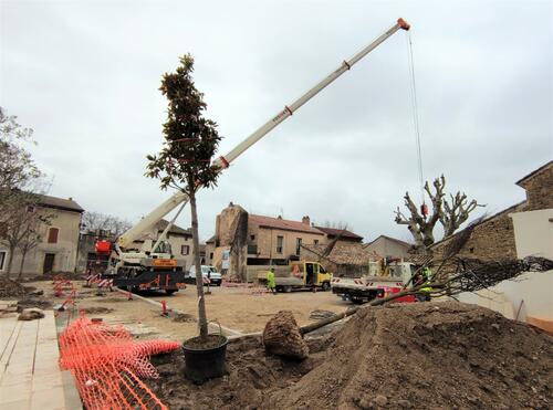 Les arbres du chantier d'entrée de ville sont plantés !